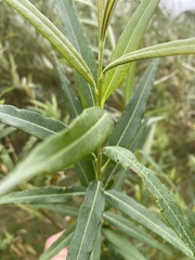 Salix eleagnos