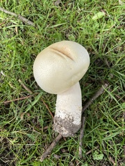 Agaricus