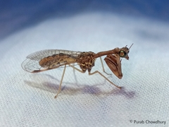 Mantispidae