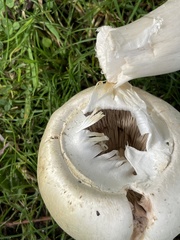 Agaricus