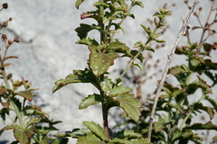 Scrophularia rupestris