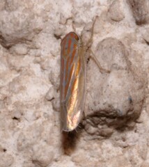 Calamotettix taeniatus