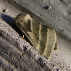Schinia trifascia