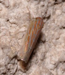Calamotettix taeniatus