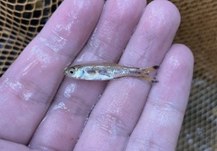 Rasbora trilineata