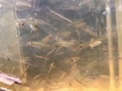 Rasbora trilineata