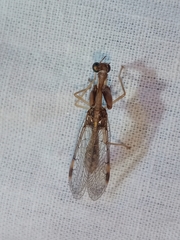Mantispidae