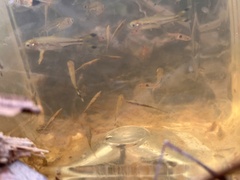 Rasbora trilineata