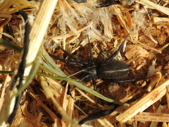 Zelotes