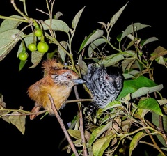 Thamnophilus doliatus capistratus