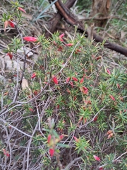 Stenanthera conostephioides