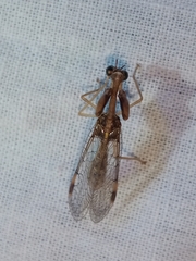 Mantispidae