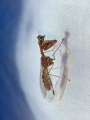 Mantispidae