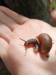 Fruticicola fruticum