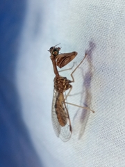 Mantispidae