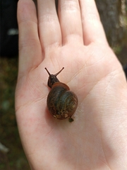 Fruticicola fruticum