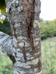 Cryphonectria parasitica