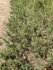 Suaeda maritima