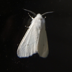 Spilosomina