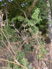 Chaerophyllum bulbosum