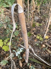 Chaerophyllum bulbosum