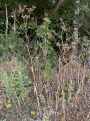 Chaerophyllum bulbosum