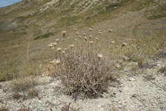 Psephellus trinervius