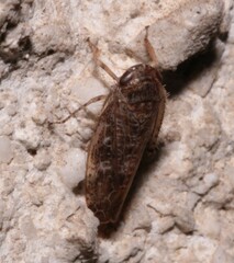 Allygidius atomarius