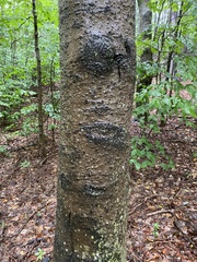 Betula lenta