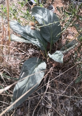 Cynoglossum officinale