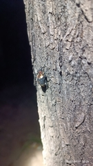 Eucryptorrhynchus scrobiculatus