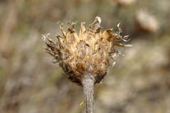 Psephellus trinervius