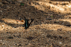 Papilio nireus lyaeus