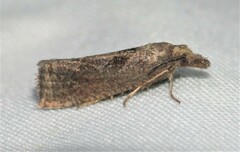 Pelochrista similiana