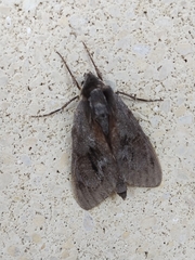Lapara coniferarum