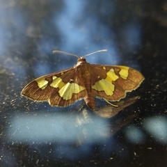 Colomychus talis