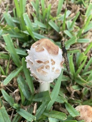 Chlorophyllum molybdites image