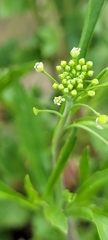 Lepidium virginicum