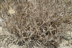 Psephellus trinervius