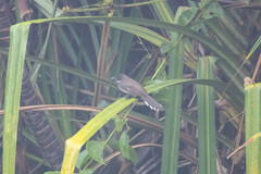 Rhipidura javanica