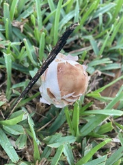 Chlorophyllum molybdites image