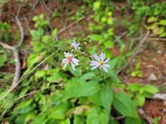 Symphyotrichum ciliolatum