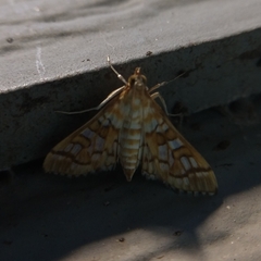 Epipagis fenestralis