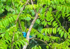 Dacnis cayana