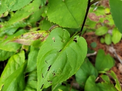 Symphyotrichum ciliolatum