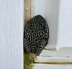 Hyla gratiosa