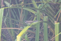 Rhipidura javanica