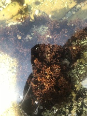 Rhodophyta