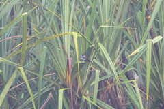 Rhipidura javanica