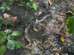 Agkistrodon contortrix